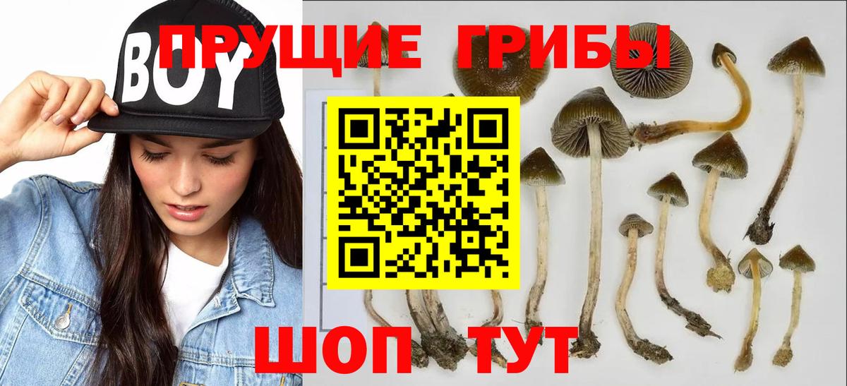 Псилоцибиновые грибы Psilocybine cubensis Уварово